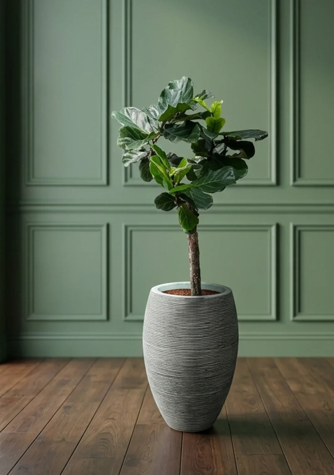 Plants