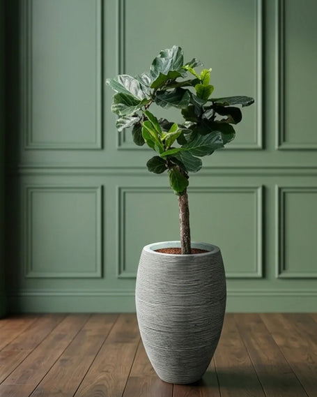 Plants