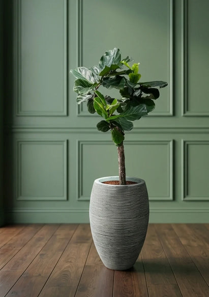 Indoor Plants