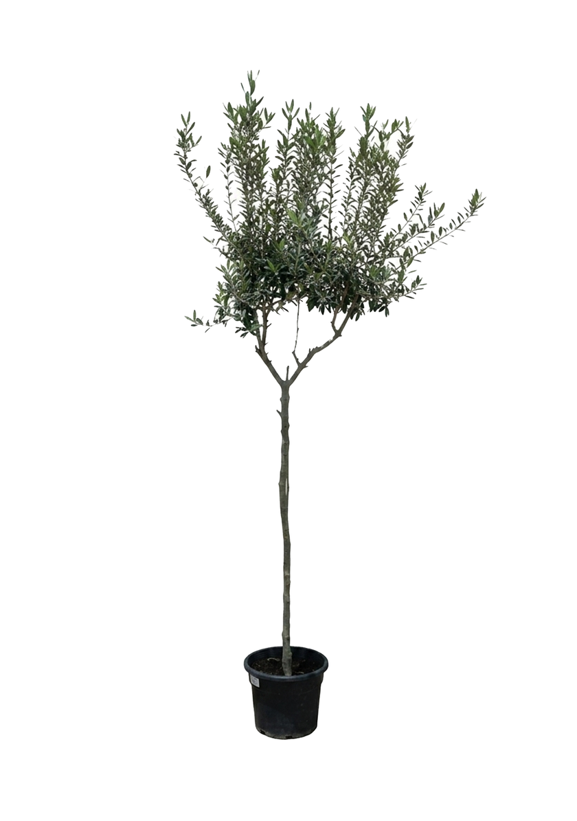 Olea Europaea 120cm