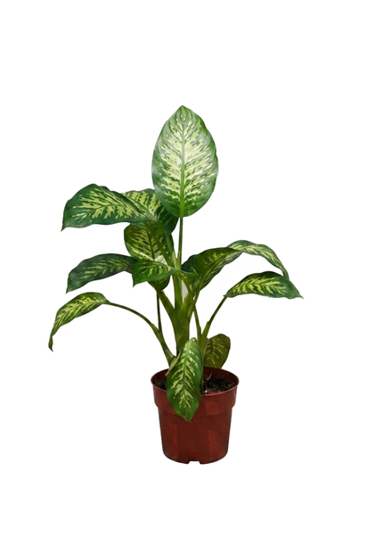 Dieffenbachia Reva