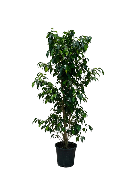 Ficus Benjamin