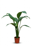 Spathiphyllum Sensation