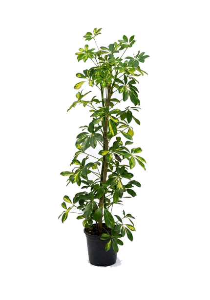 Schefflera Arboricola