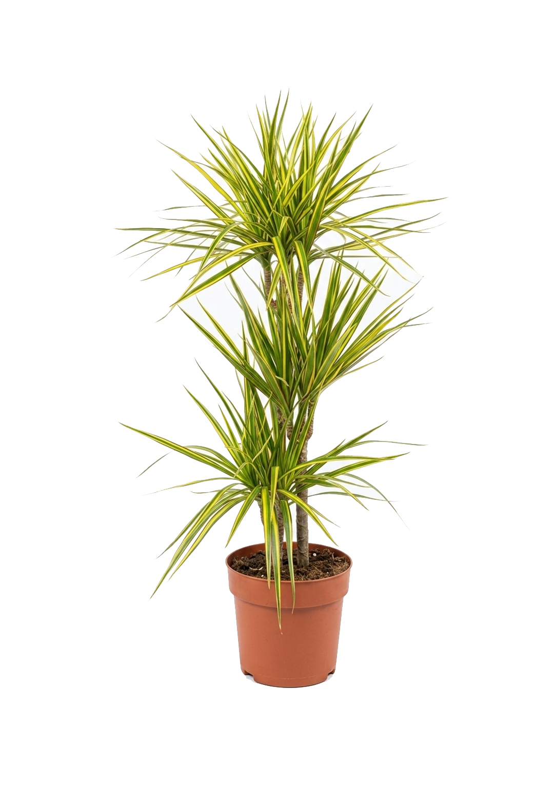 Dracaena Marginata Sunray