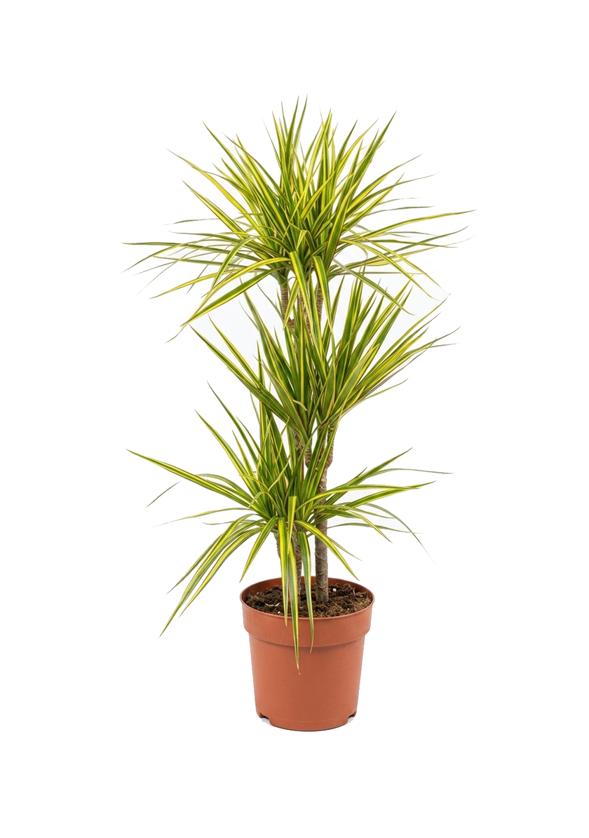 Dracaena Marginata Sunray