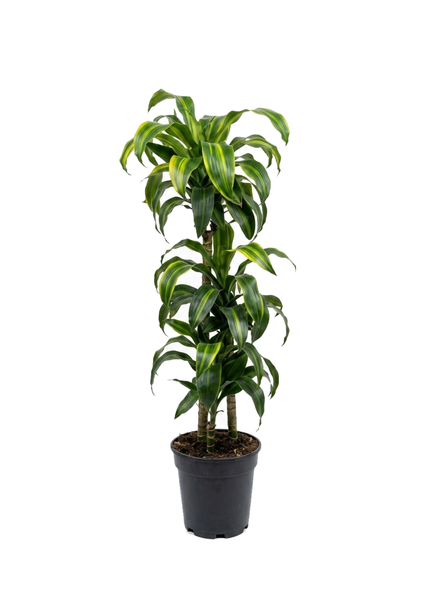 Dracaena Dorado 3pp