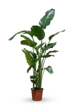 Strelitzia Nicolai