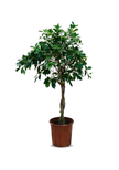 Ficus Microcarpa