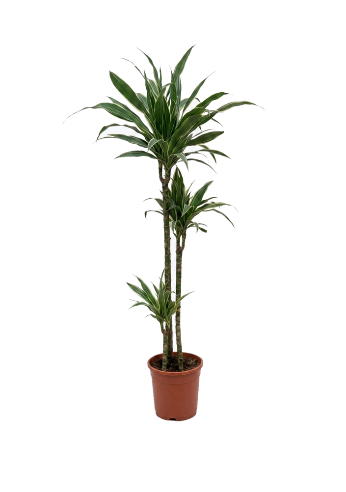 Dracaena Warneckii 3pp