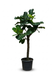Ficus Lyrata