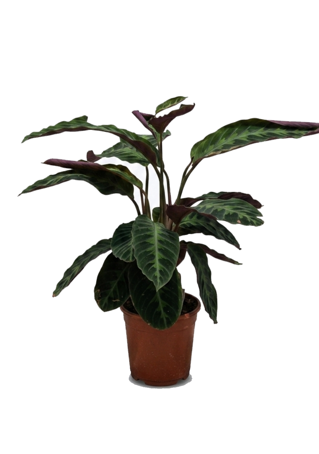 Calathea Warscewiczii
