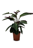 Calathea Warscewiczii