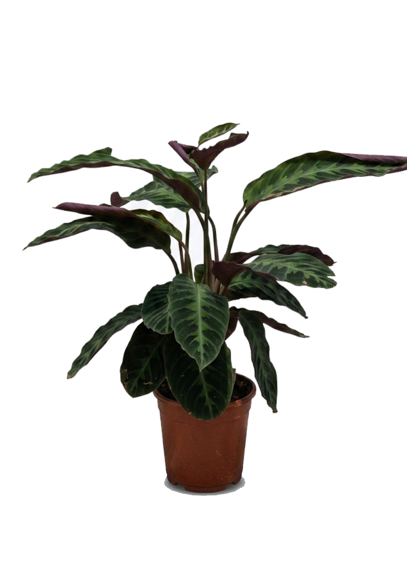 Calathea Warscewiczii