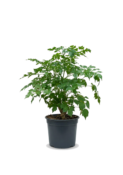 Radermachera Sinica/60-70cm