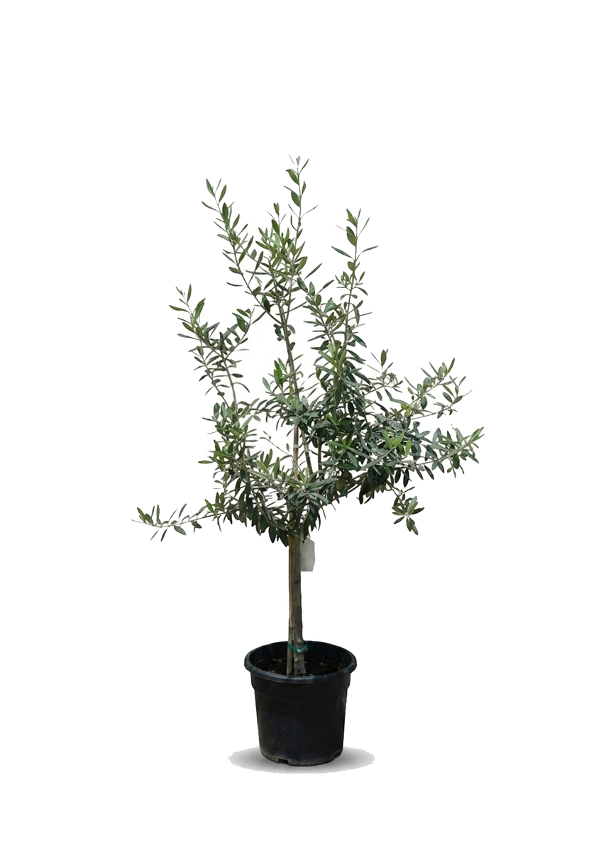 Olea Europaea 80cm