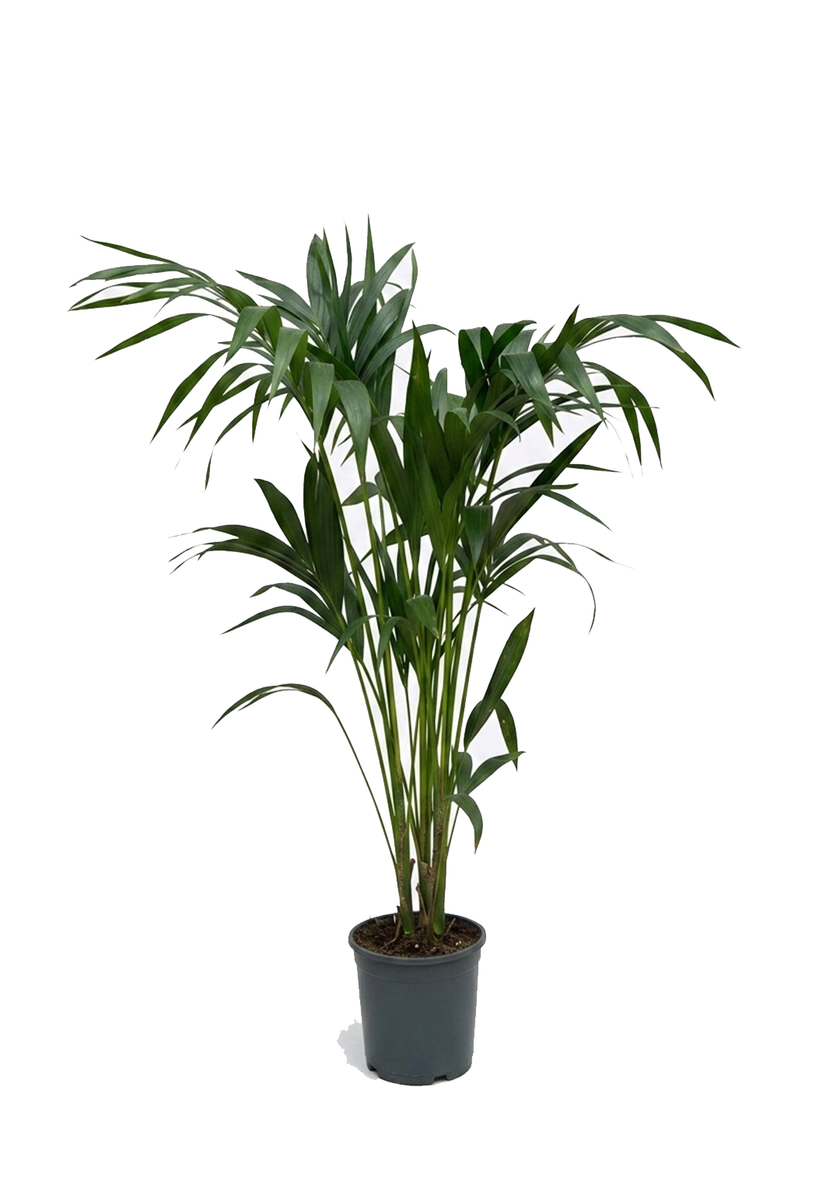 Howea Forsteriana