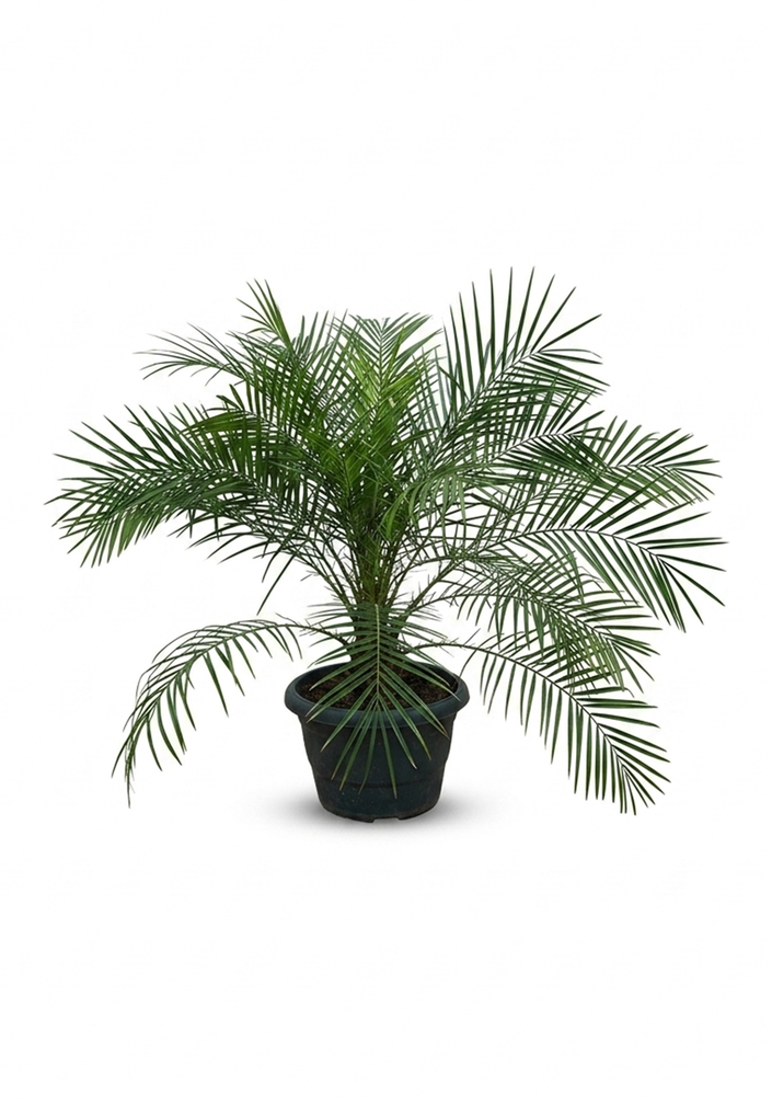 Phoenix Palm