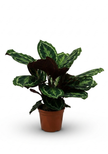 Calathea Medallion