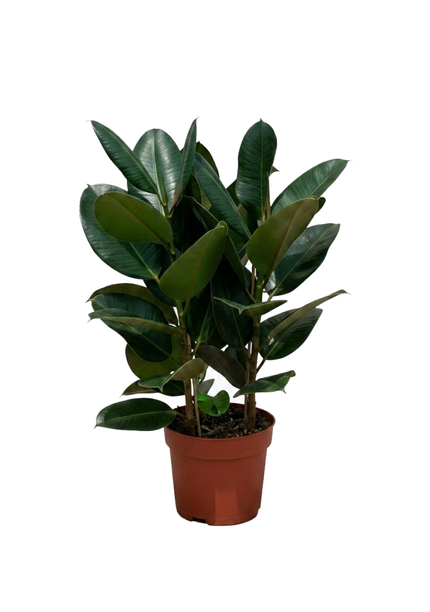 Ficus Elastica