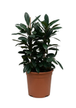 Ficus Cyathistipula 3PP
