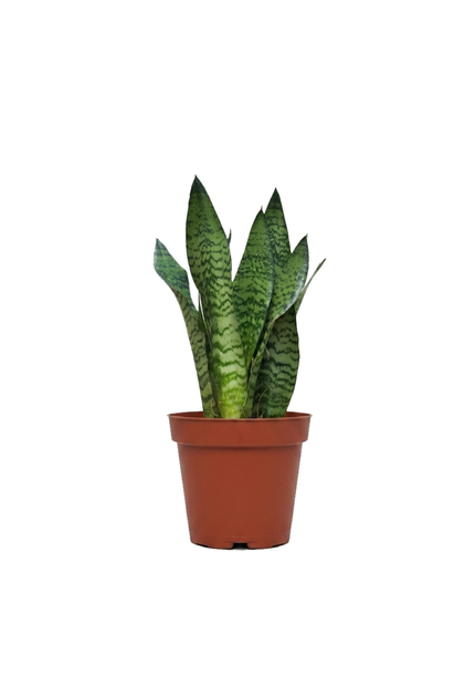 Sanseveria