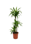 Dracaena Lemon Lime 3pp