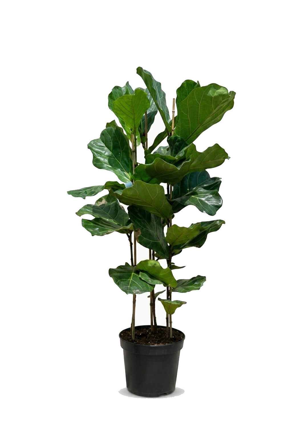 Ficus Lyrata 3PP