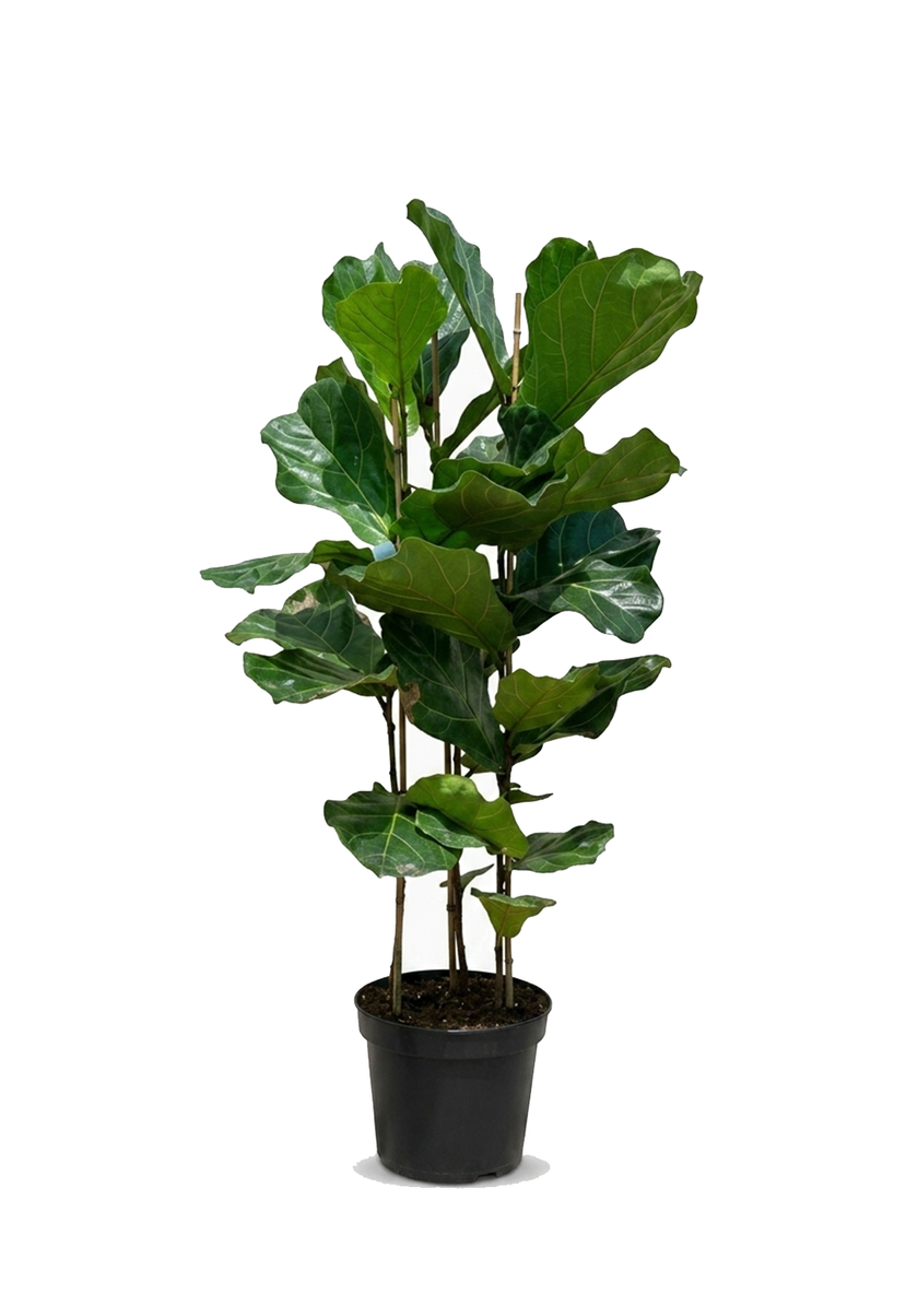 Ficus Lyrata 3PP