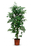 Ficus Benjamina Tree