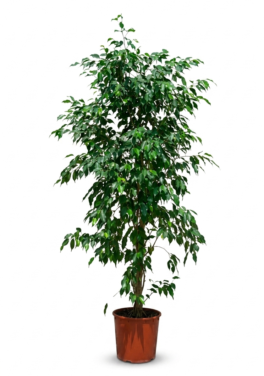 Ficus Benjamina Tree