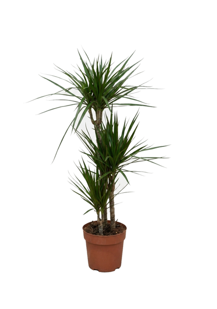 Dracaena Marginata 3pp