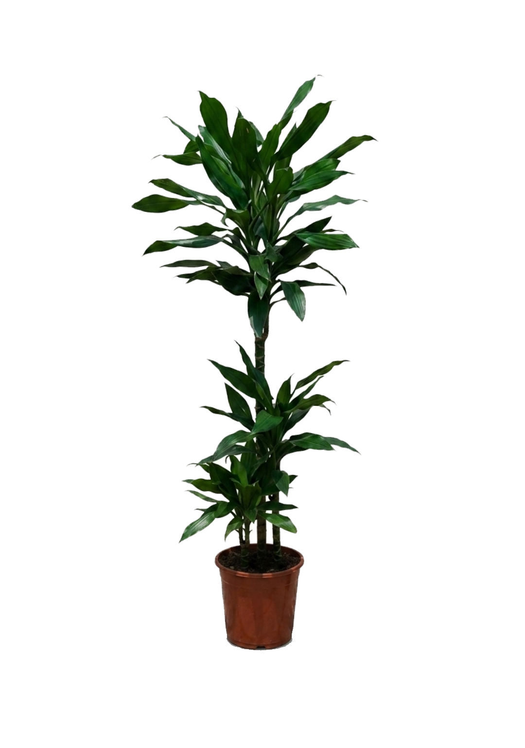 Dracaena Janet