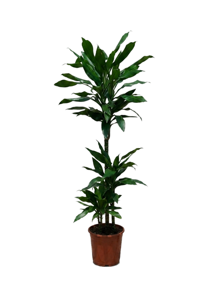 Dracaena Janet
