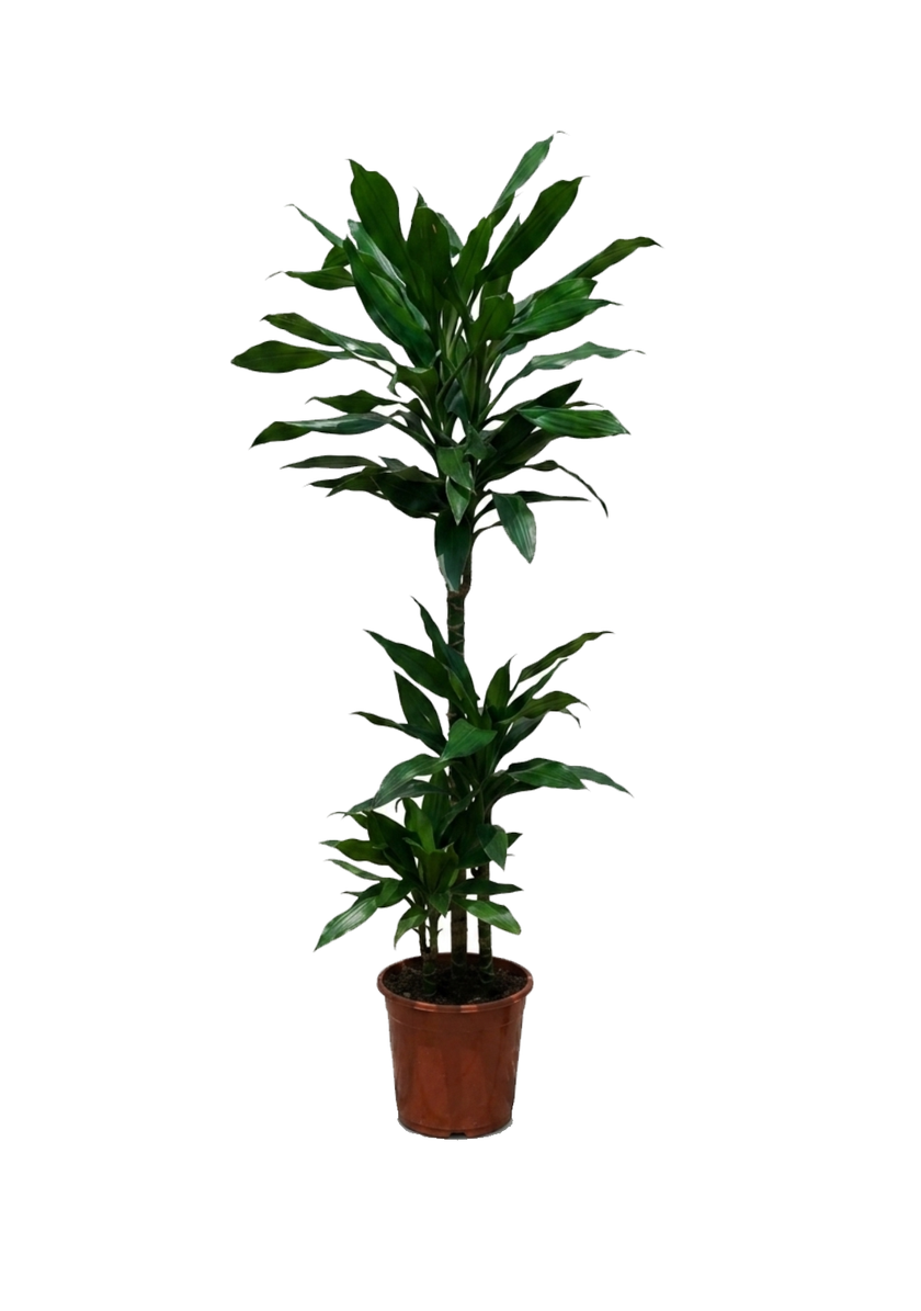 Dracaena Janet