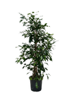 Ficus Benjamina Danielle