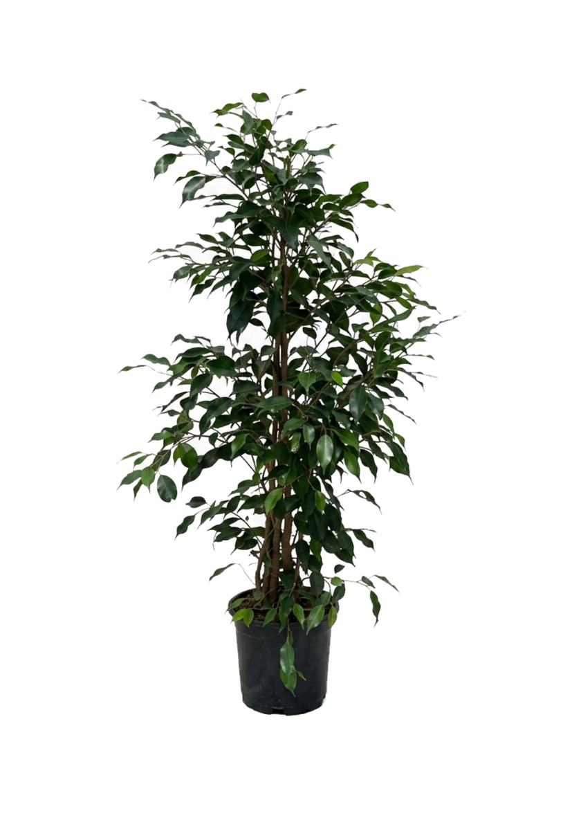 Ficus Benjamina Danielle