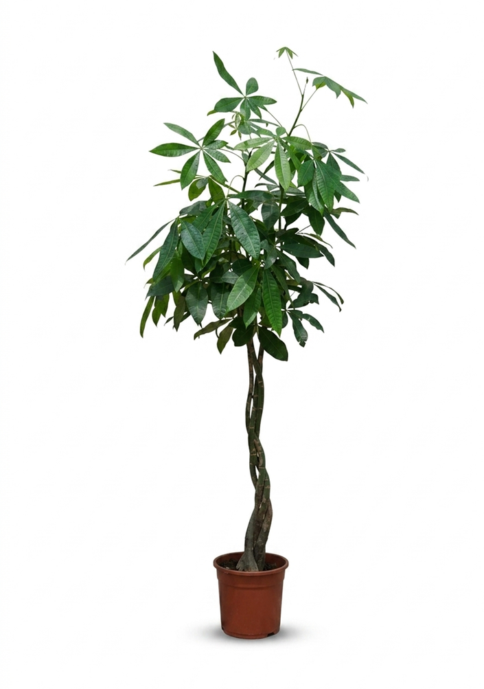 Pachira Aquatica