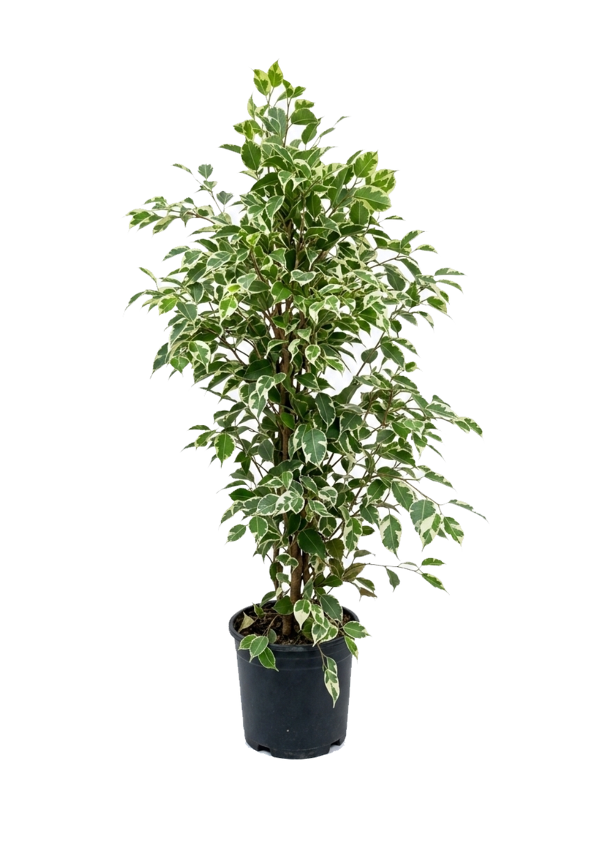 Ficus Benjamina Twilight