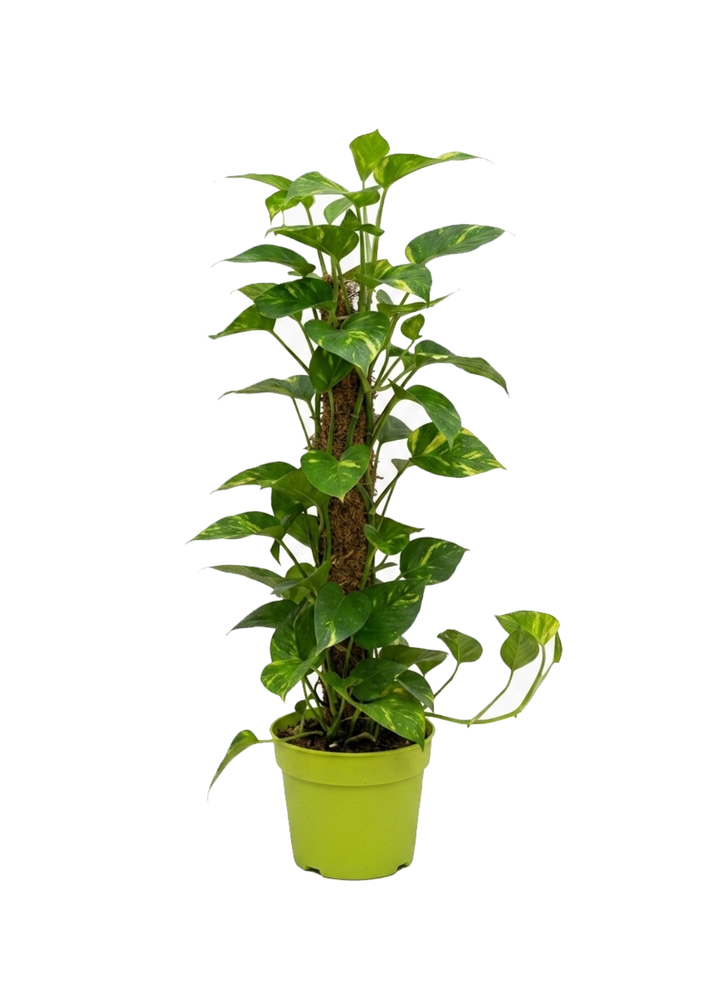 Epipremnum Moss Pole