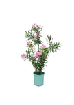 Nerium Oleander