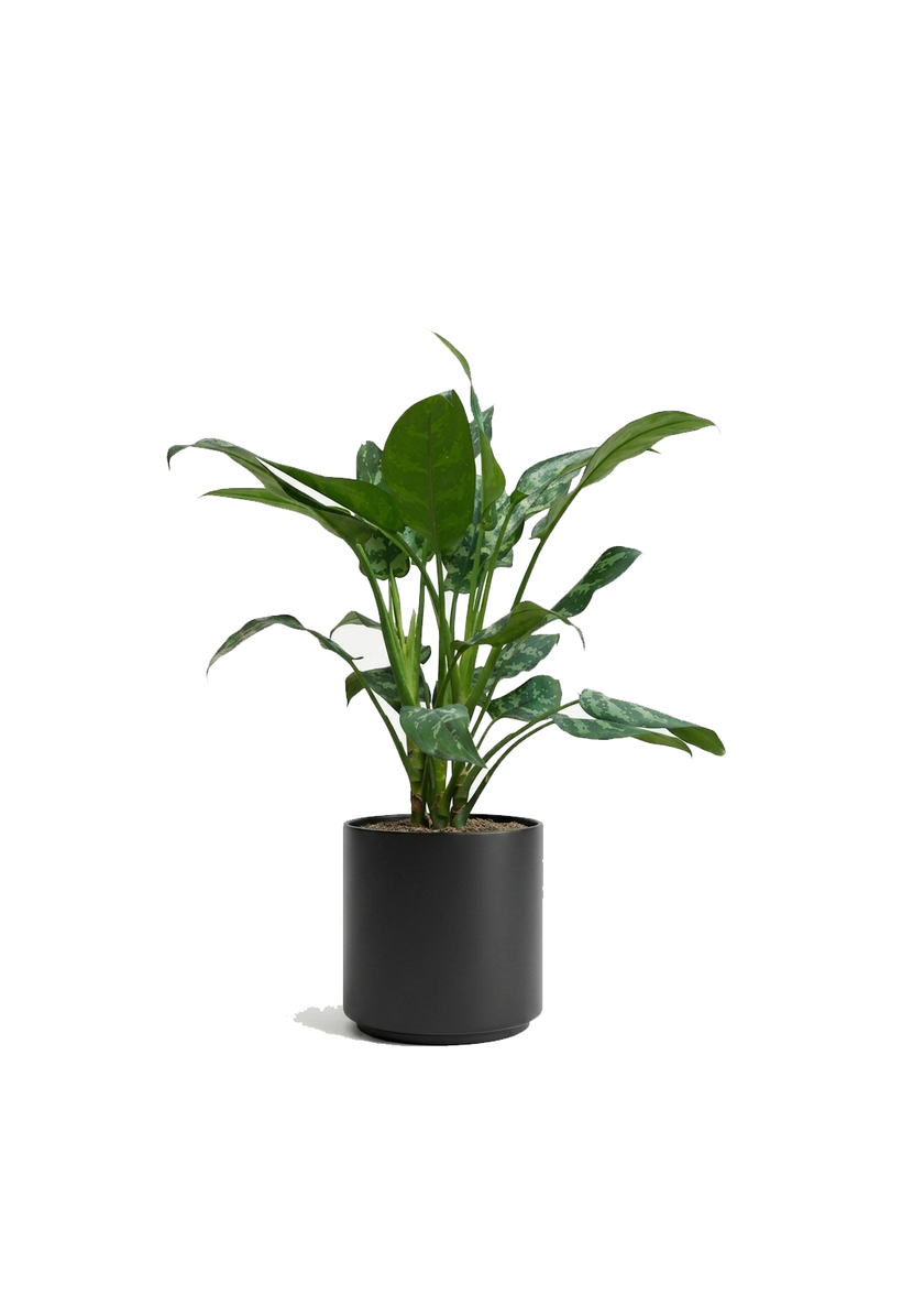 Aglaonema Maria 35-40cm