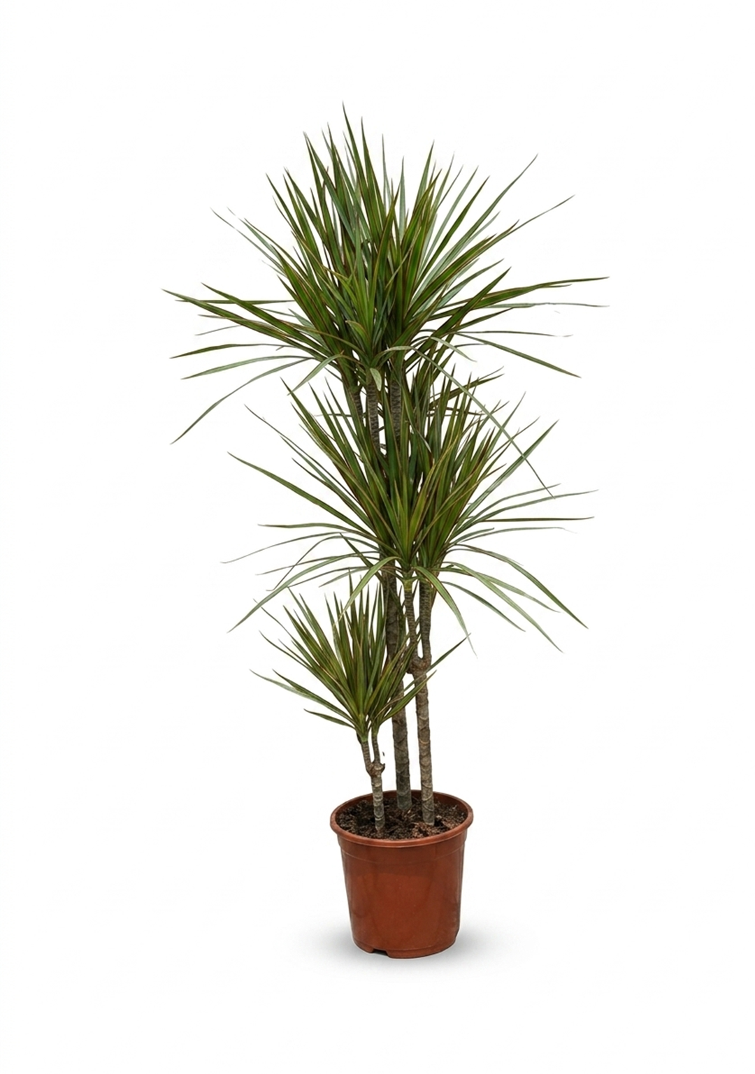 Dracaena Reflexa 3pp