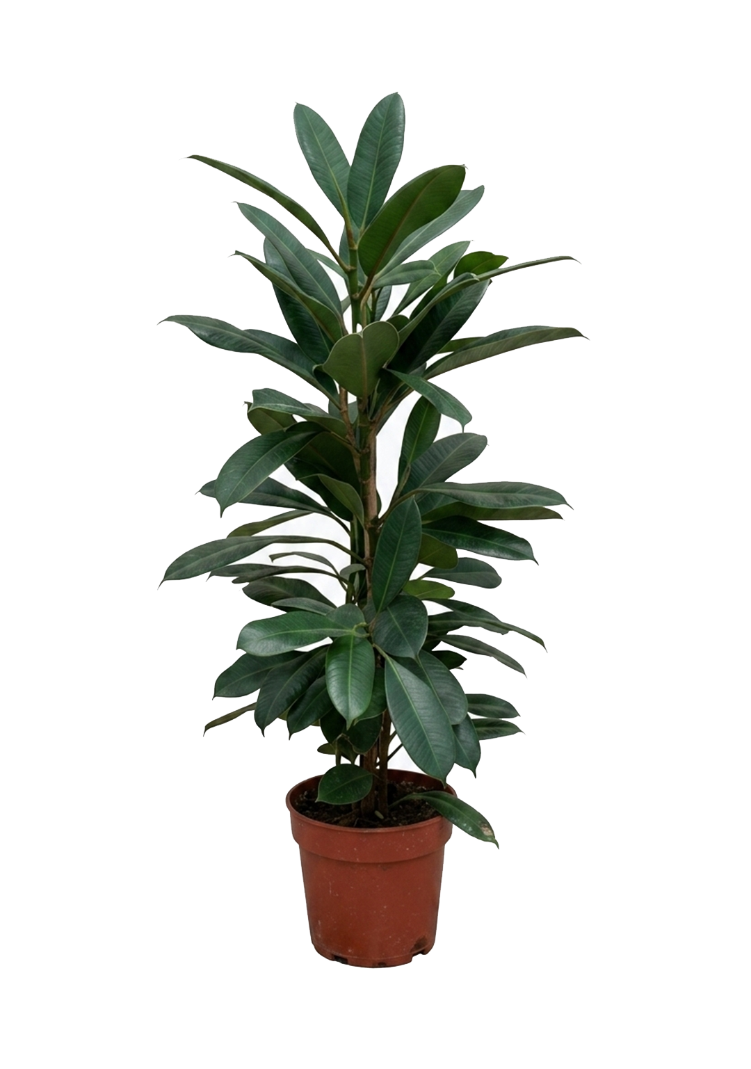 Ficus Cyathistipula