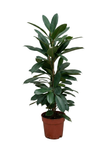 Ficus Cyathistipula