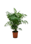 Chamaedorea Elegans