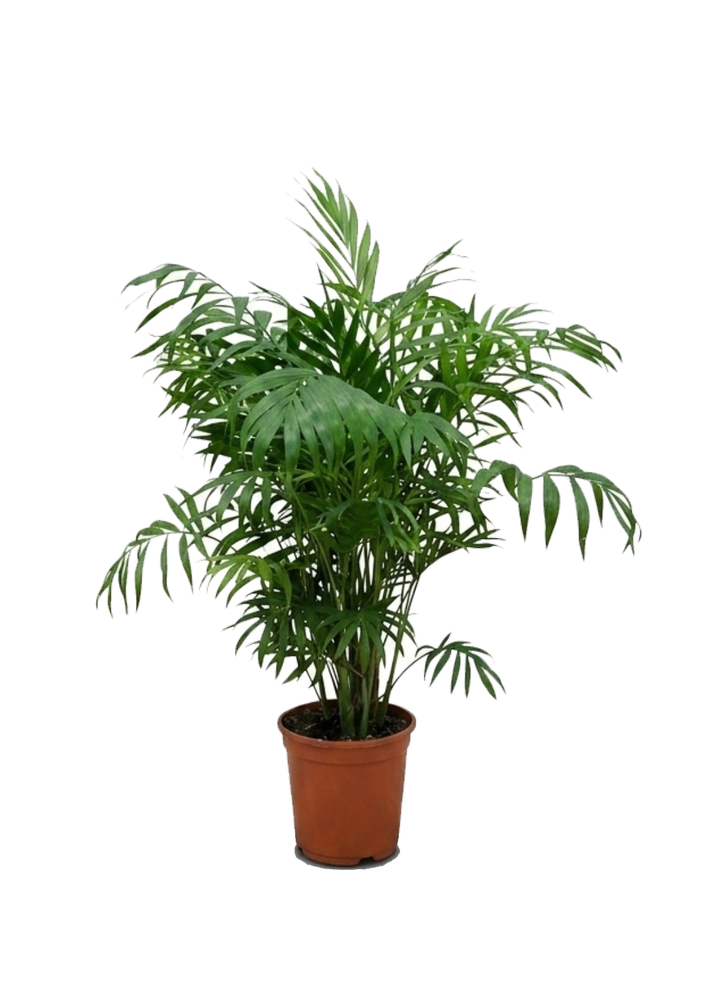 Chamaedorea Elegans