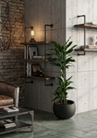 Dracaena Janet