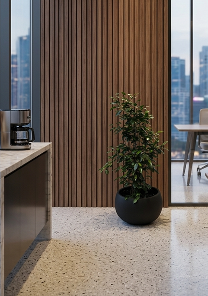 Ficus Benjamina Danielle