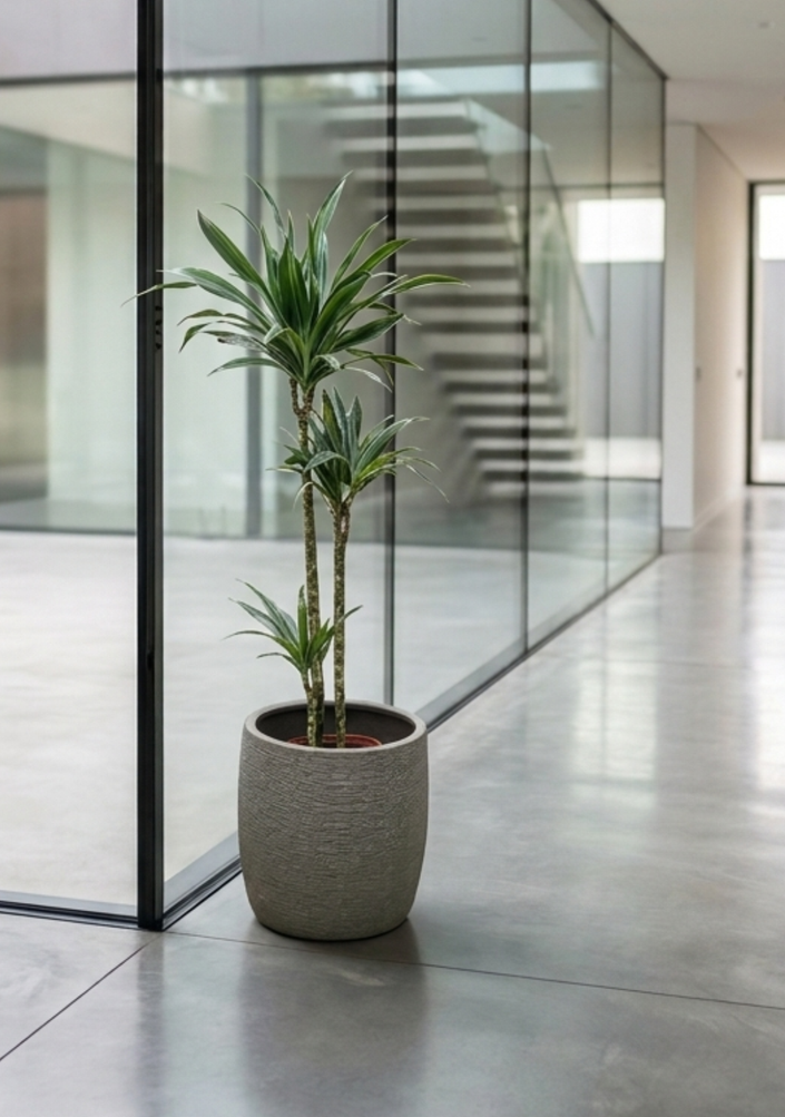 Dracaena Warneckii 3pp